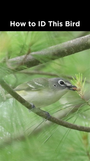 Can you identify this songbird?