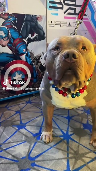 Captain America: The Famous XL Bully Dog
