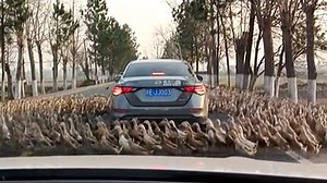 Hundreds of ducks circling a car could be an omen