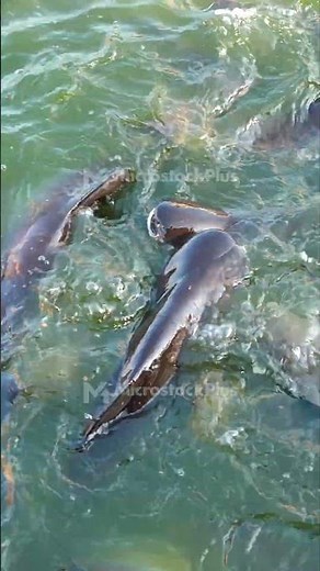 Feeding many big catfish in pond water