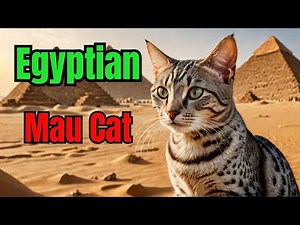 Expert Egyptian Mau Cat Secrets You Won't Find Anywhere Else