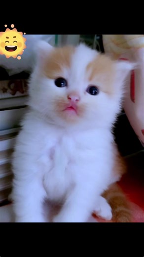 Cute Cat Video: Pino Kio and His Adorable Meows