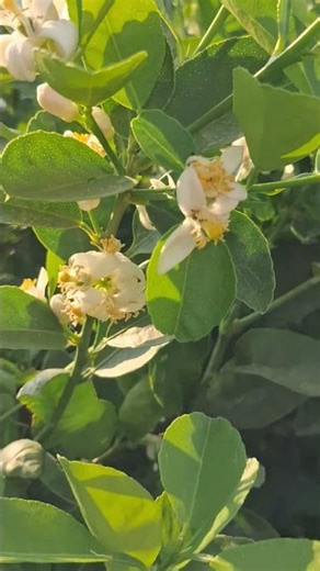 Flowers blooming in lemon tree