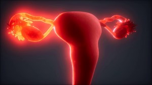 Female Reproductive System Anatomy Stock Footage SBV-337886620 - Storyblocks