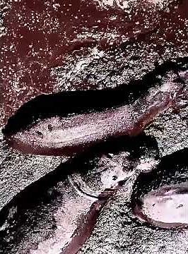 Lion Crying in the Wild – Emotional Roar That Will Shock You