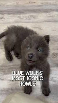 Blue Wolf River’s most ICONIC howls *so cute* #wolfdog #puppy #bluewolf