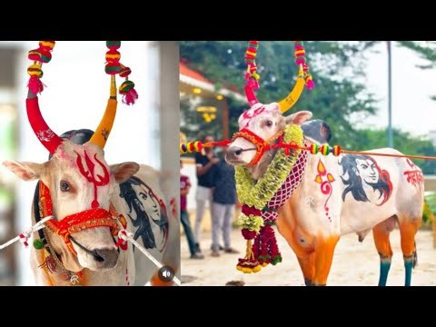 Bail Pola Festival | Bailpola | बैलपोळा सजावट | बैलपोळा