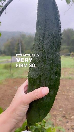 4.8K views · 441 reactions | Here’s to the Loofah! It’s a very...