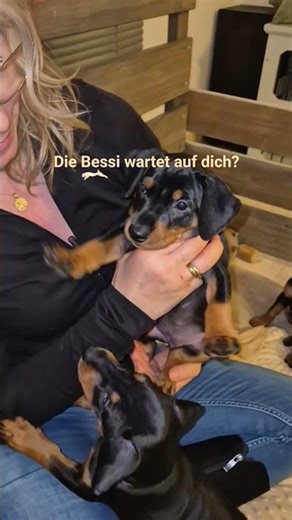 Deutscher Pinscher Hündinn ist noch zu haben.