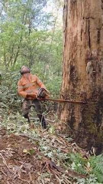 Felling a Dead Giant: #treecutting #treefelling #timberfaller #wood #bigtrees #husqvarna