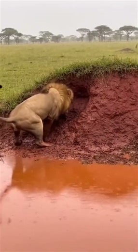 Here is the structured breakdown of the provided video clip #wild #lionfunny #lion #wildlife