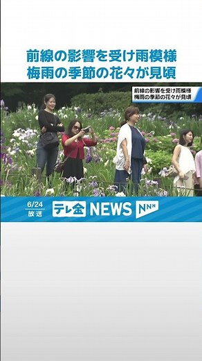 【見頃】“ハナショウブやアジサイ”咲き誇る 梅雨空広がり 金沢・卯辰山の花菖蒲園は見頃に #shorts