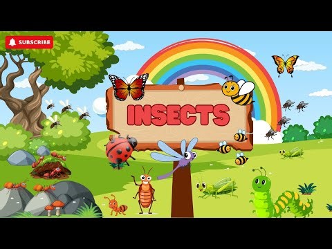 Learning About Insects 🐜🦋🐞 Fun for Kids!