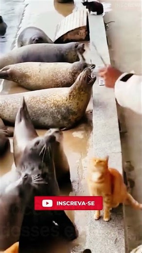 Gatos vs Outros Animais - Momentos Épicos e Engraçados! #gatos #animais