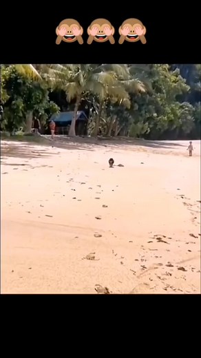 Me and my bestie #fun #dog #funnydog #reels | 5bestthings.com