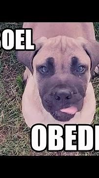 Boerboel puppy obedience training 8 weeks old