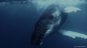 Pattern Radio: Whale Songs by NOAA & Google Creative Lab - Experiments with Google