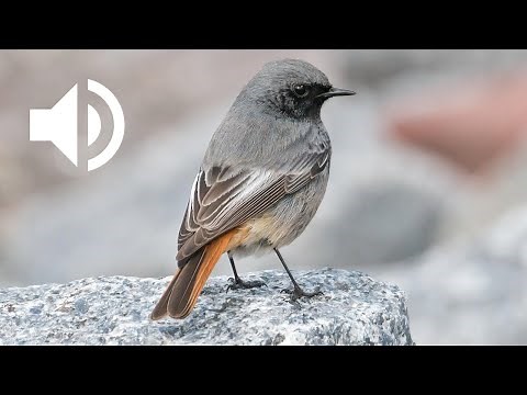 Black Redstart Bird Call