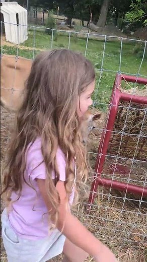Billy goats and baby cows at the petting zoo