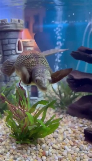 Cutest little creature ever do you agree too? #animals #fyp #pets #cute #cryptid