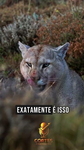 Is the puma the most dangerous of all felines, or not? #richardrasmussen #puma #animals #podcast