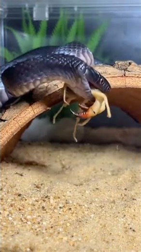 Spider vs Snake | So Crazy Nature Battle 🕷️🐍