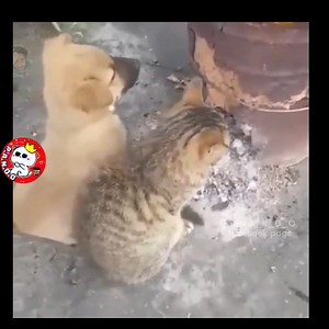 34K views · 1.8K reactions | 殺❤ #Follow_me  #Pando | ＰＡＮＤＯ | Facebook