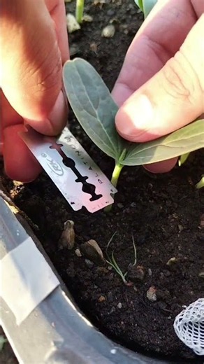 Amazing Plant Propagation Trick Using a Razor Blade! 🌱😲