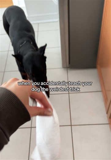 Teaching Your Doberman a Unique Trick: 10 Tips