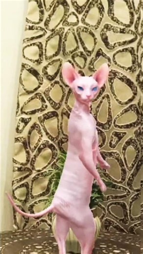 Sphynx Dancing Cat 😻 | Funny Cat Dance Moves 🕺🐾 #Shorts