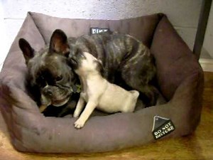 Pug Puppy Takes On A French Bulldog, And It's The Cutest Thing Ever.