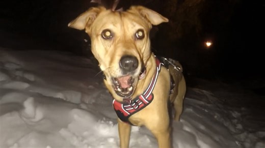 The joy of a dog’s first time seeing snow