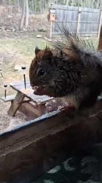 Wet Squirrel enjoys a walnut