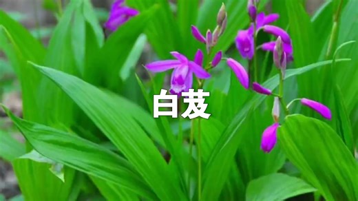在野外遇到它千万不要采，千万不要采，千万不要采