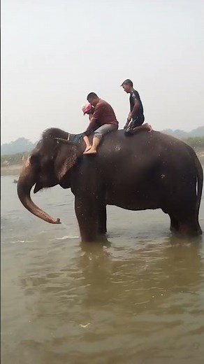 Elephant Blow Water Out From Trunk During Bathing in River