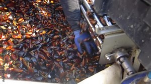 BULGARIA, Black Sea - APRIL 04, 2016: processing mussels (Mytilus galloprovincialis) on a ship at a mussel farm in Bulgaria, Black Sea