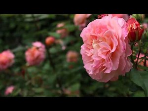 Test de la mise au point du Canon 70D