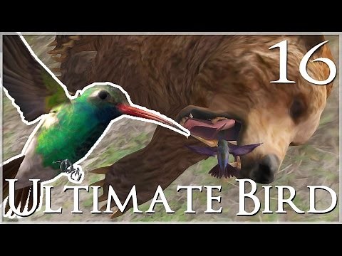 Perils of Being a Hummingbird Spy 🐦Ultimate Bird Simulator 🐦 Episode #16