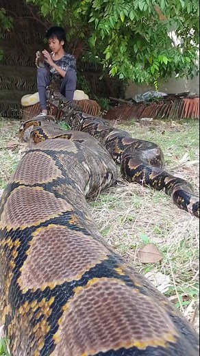 Have you ever seen such a big python?#animals #animalsoftiktok #foryoupage #fyp #😱😱😱 #python