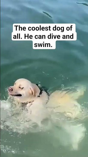The coolest dog of all. He can dive and swim. #dog #dogswimming