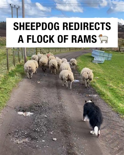 Sheepdog turning a herd of rams 🐏 | Sean The Sheepman