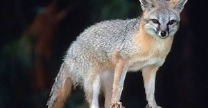 Arizona Game and Fish remind people to vaccinate pets following gray fox attack