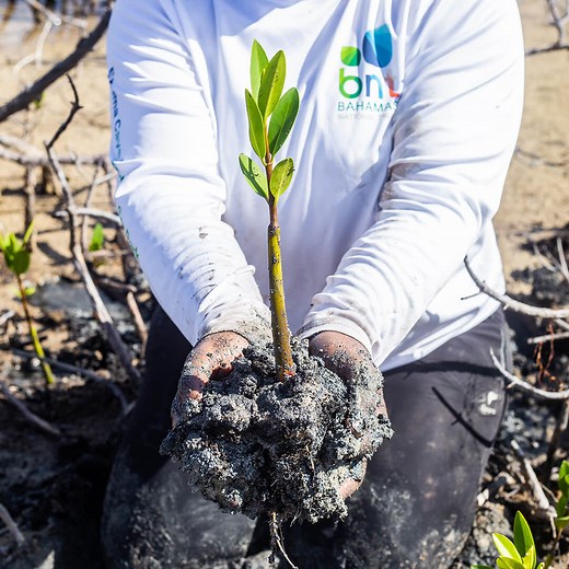 Mangrove Conservation – Bahamas National Trust