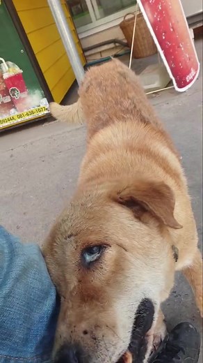 Heartwarming Street Dog Rescue | Watch Till The End ❤