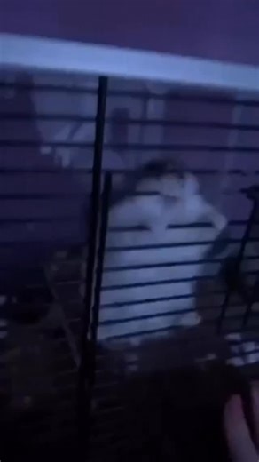 MicrowaveOven on Instagram: "Hamsters represent small creatures with outsized presence, shaped by curiosity, instinct, and quiet routine. Native to dry regions and discovered relatively late compared to other domesticated animals, they quickly became known for their compact lives and busy habits. What began as a wild burrowing animal turned into a familiar companion in homes around the world. As pets, hamsters revealed a unique rhythm of life. Nocturnal by nature, they spent their nights running