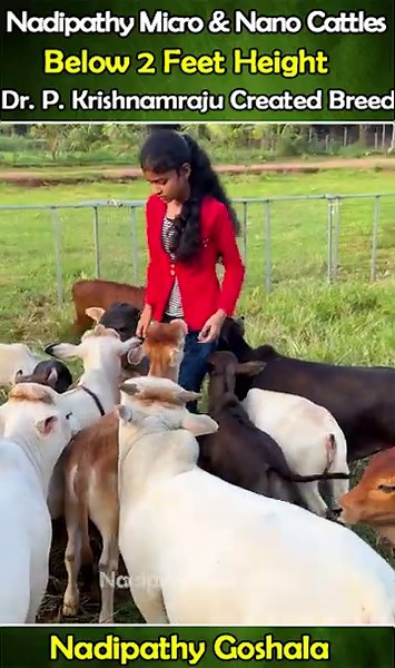 Nadipathy micro & Nano Cattle | 1 to 2 Feet Height | #miniature #trending #minicows #yt #youtube
