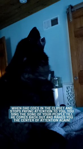 Maugrim has lots of feelings in the mornings. Feeling one is his pack has to all be together, people, fox, dogs, everyone our else he howls and whines until you come back. This is just his morning routine. Once 9/10 hits, he will allow you to leave his presence. Lol Maugrim is a wolf dog, meaning that he is both wolf and dog. He is a wolf dog and not a wolf hybrid because both of his parents were also wolf dogs. Majority of wolf mixes today are wolf dogs meaning that their parents were not a wol