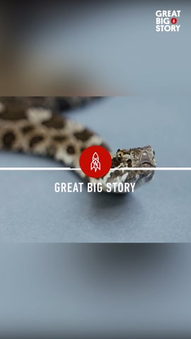 The plight of the Massasauga, Ontario's only venomous snake