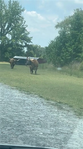 POV: We Were THIS Close 😮‍🔥#shorts #viral #animals #wildlife #tiktok #family #wildanimals #funny