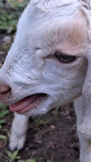 baby goat sounds 💕#animals